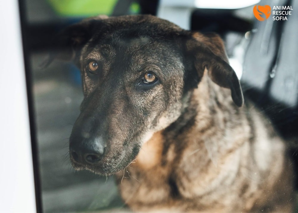 Кучето Мечо което стана жертва на брутален тормоз и садизъм