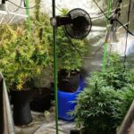 Наркооранжерия