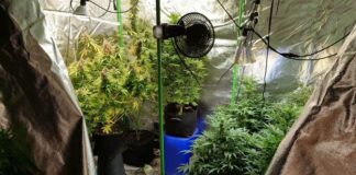 Наркооранжерия