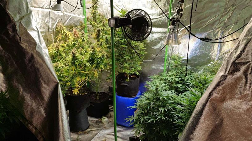 Растения кабанис и марихуана са били иззети при специализирана операция