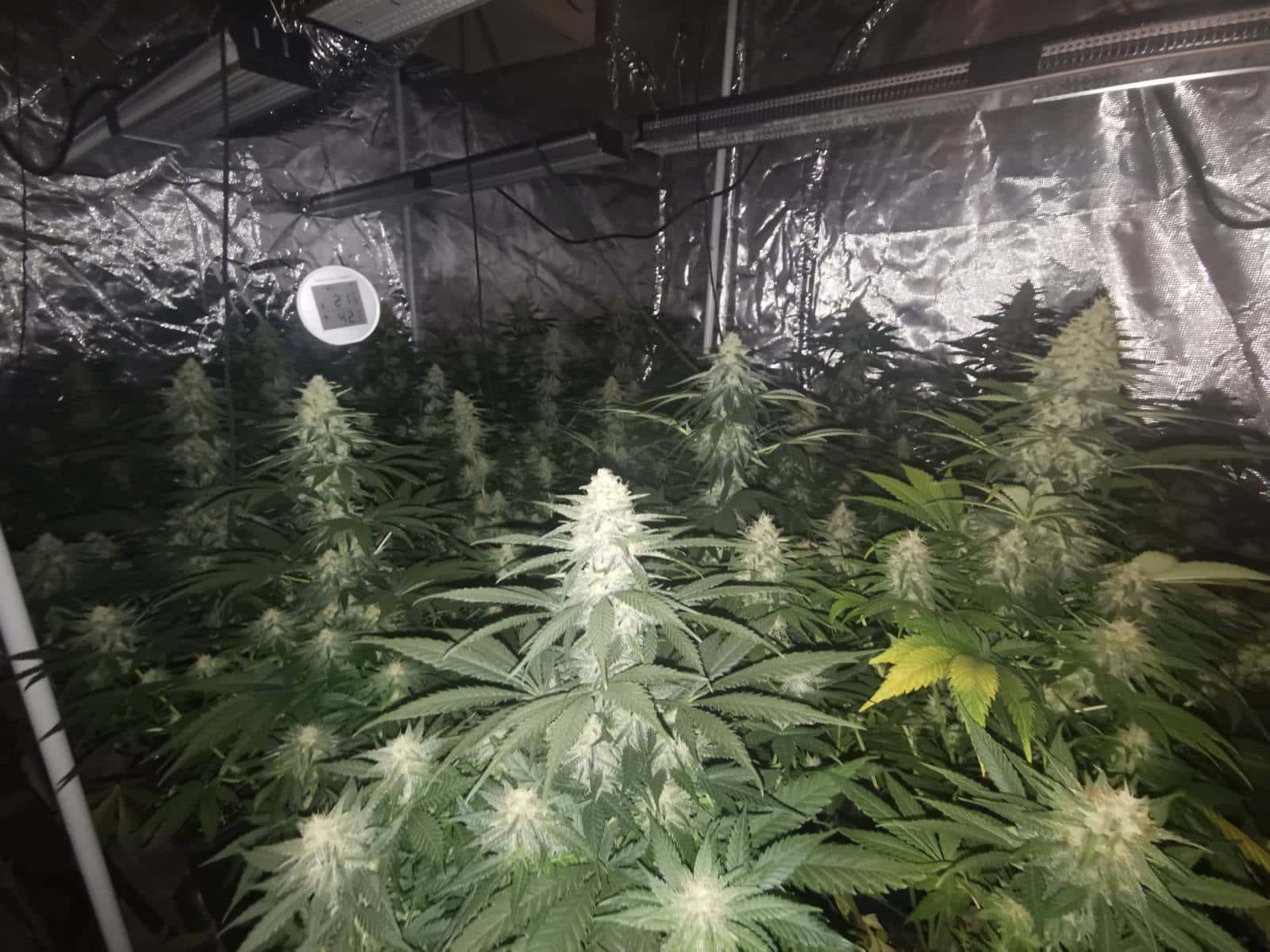 Наркооранжерия е била разкрита във Варна съобщиха от Областната дирекция