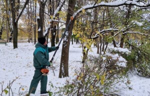 Паднали клони