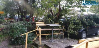 Паднали дървета