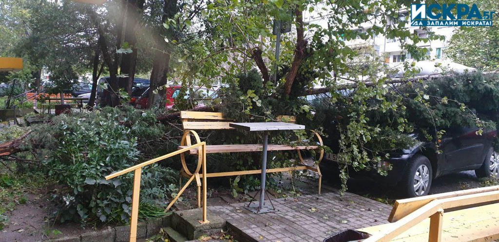 Дърво е падналo върху автомобил пред блок 34 в бургаския