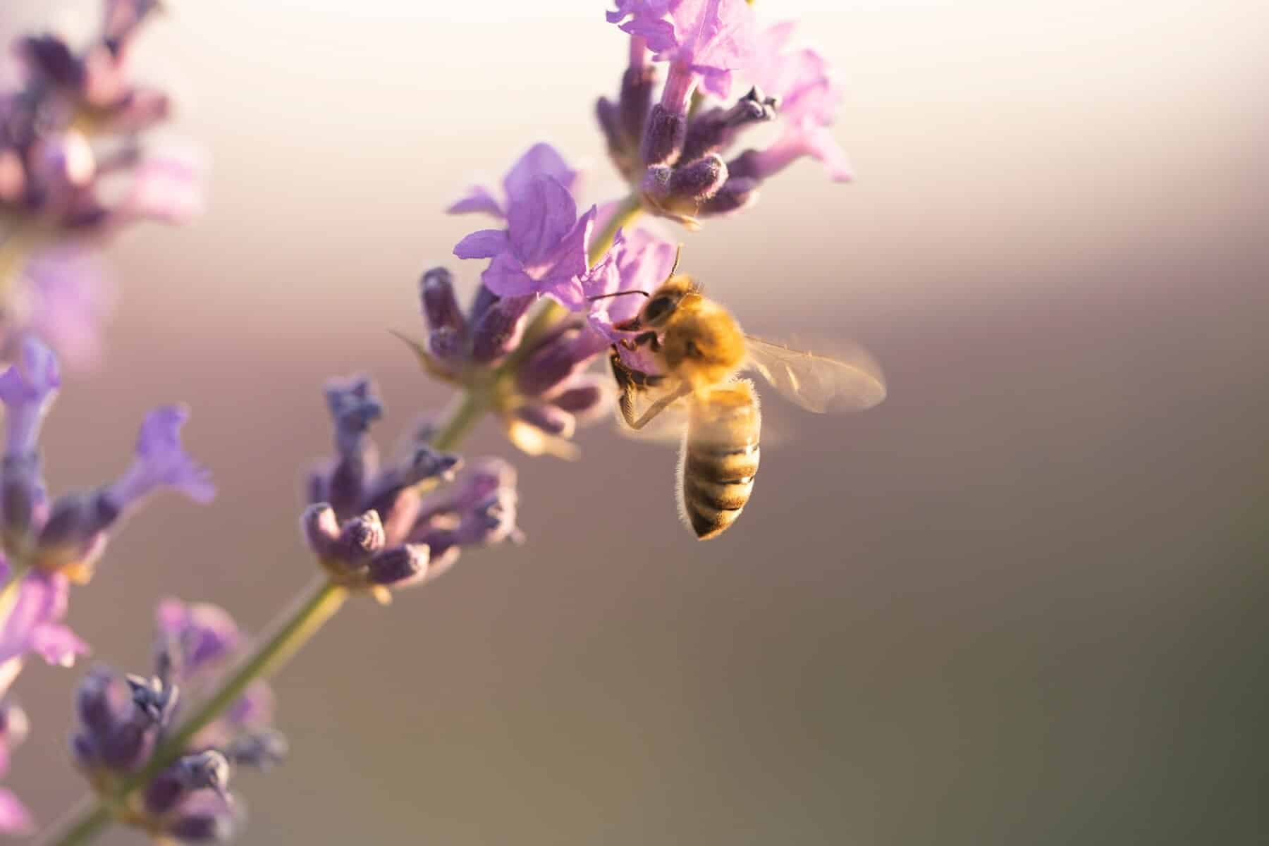 20 май е обявен за Световен ден на пчелите през