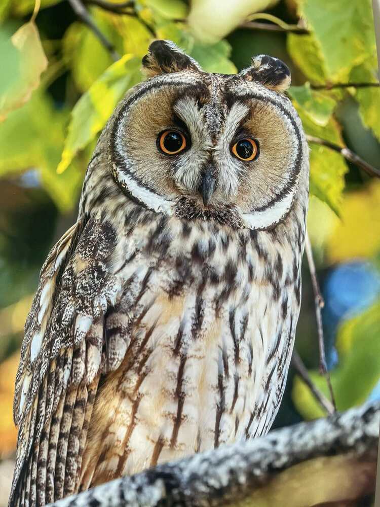 В София има доста добра популация от горски ушати сови