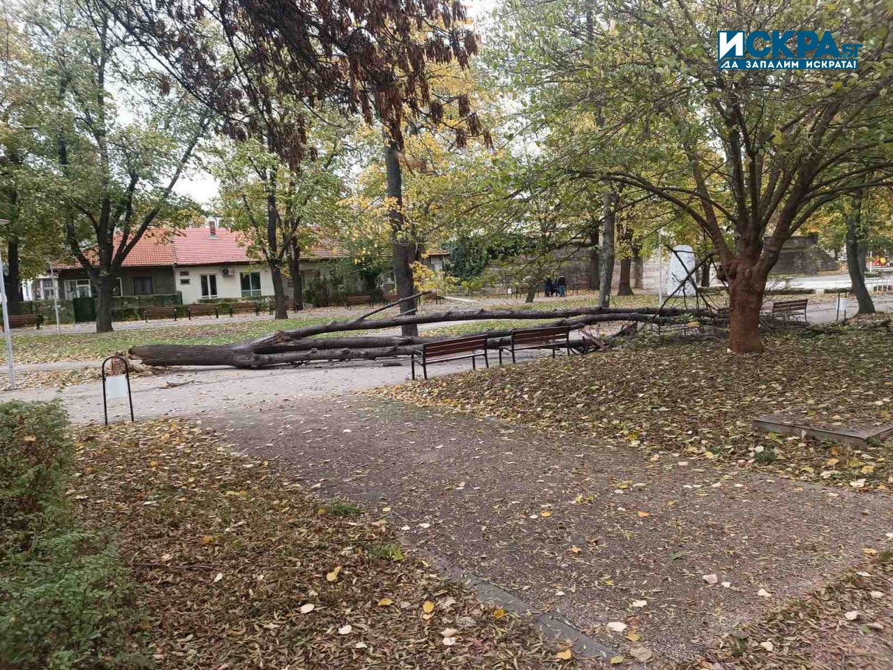 Силният вятър във Видин събори дървета и клони За това