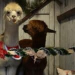 Алпаките Джак и Джеймс