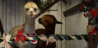 Алпаките Джак и Джеймс