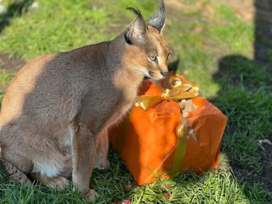 Коледни празници