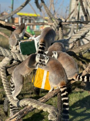 Коледни празници