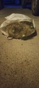 Акция на ИАРА