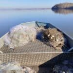 Акция на ИАРА