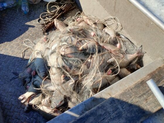 Акция на ИАРА