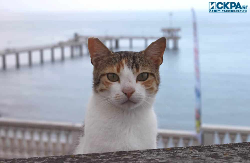 Действително все още съществуват проблеми касаещи както увеличената популация на