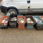 Проверки в Монтана