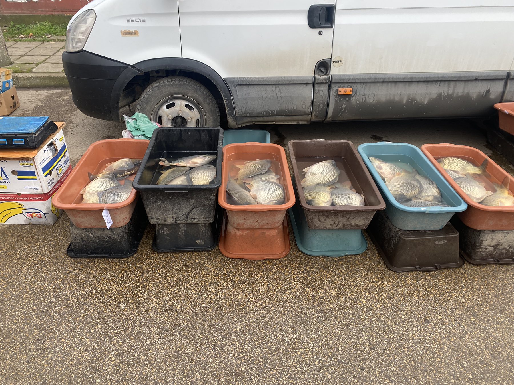 Служителите на Изпълнителна агенция по рибарство и аквакултури ИАРА в