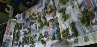 Наркооранжерия