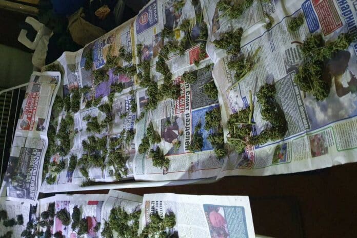 Наркооранжерия