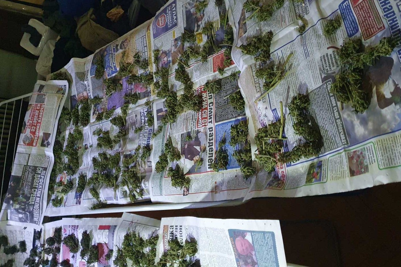 Столични криминалисти разкриха оборудвана оранжерия за отглеждане на канабис Иззет