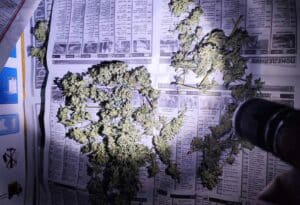 Наркооранжерия