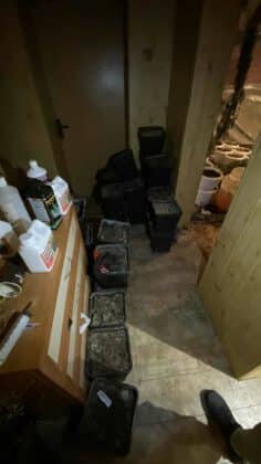 Наркооранжерия