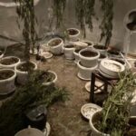 Наркооранжерия