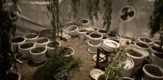 Наркооранжерия