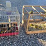 Диви пойни птици