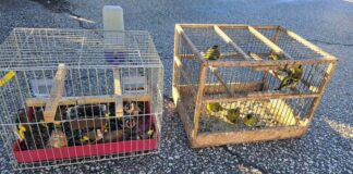 Диви пойни птици