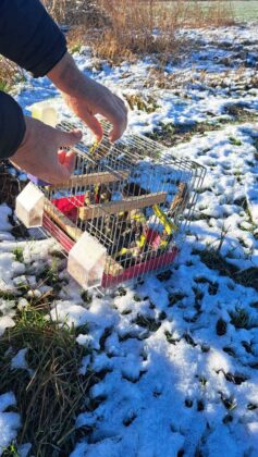 Диви пойни птици