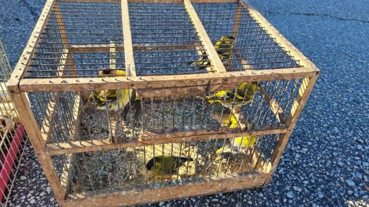 Диви пойни птици