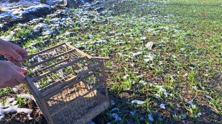 Диви пойни птици