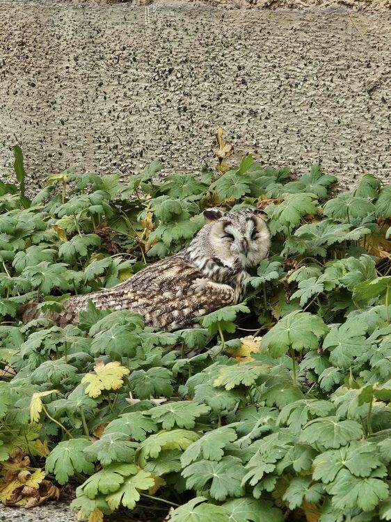 Девет птици от защитения вид ушата сова се се приютили