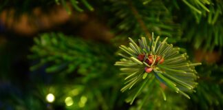 Борова клонка