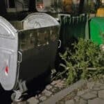 Коледна елха