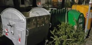 Коледна елха