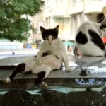 Бездомни котки