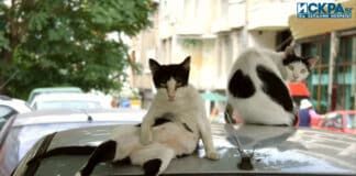 Бездомни котки