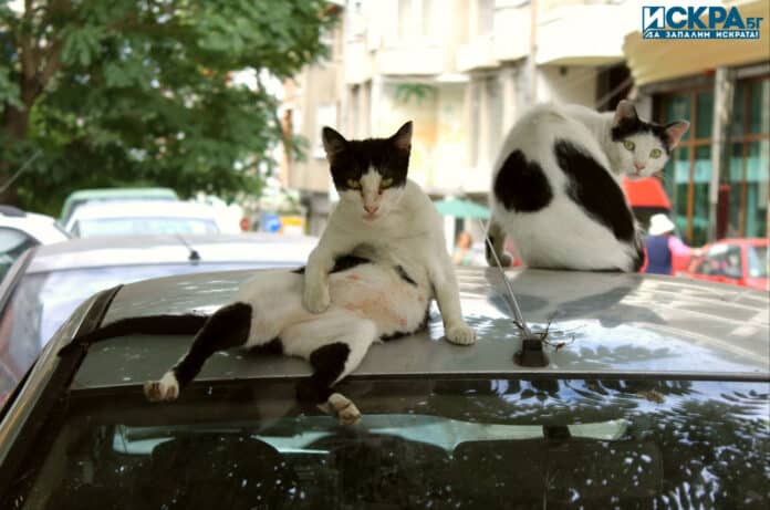 Бездомни котки