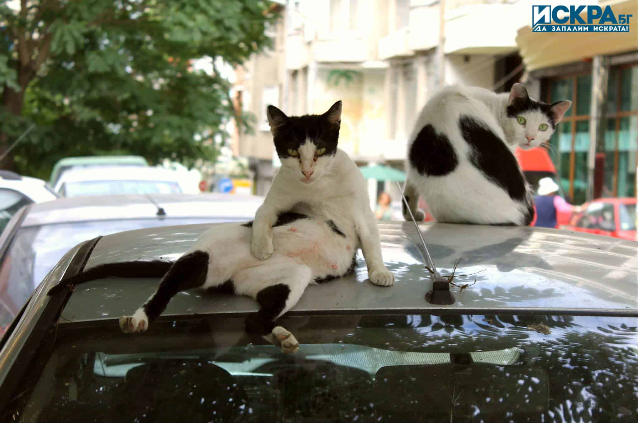 За 2023 година на територията на община Бургас са кастрирани