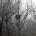 Гнездо на морски орел