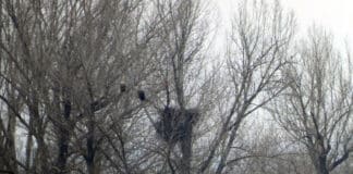 Гнездо на морски орел