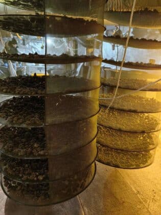 Наркооранжерия