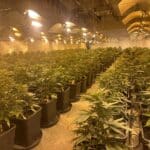 Наркооранжерия