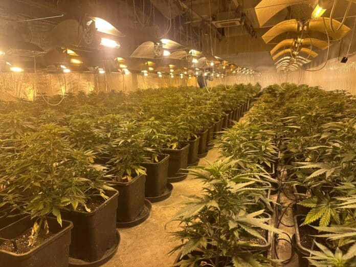 Наркооранжерия