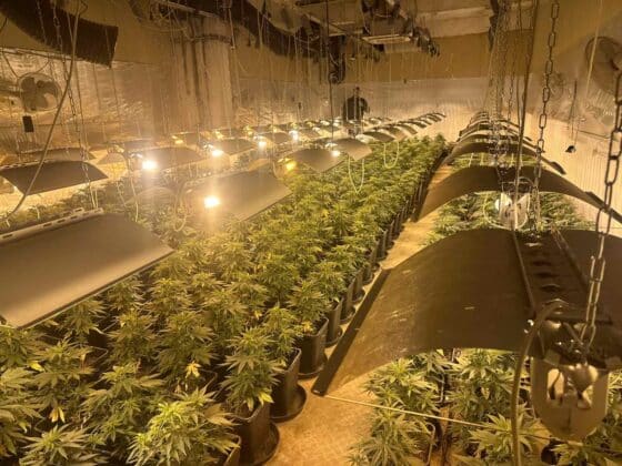 Наркооранжерия