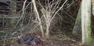 Убито диво прасе