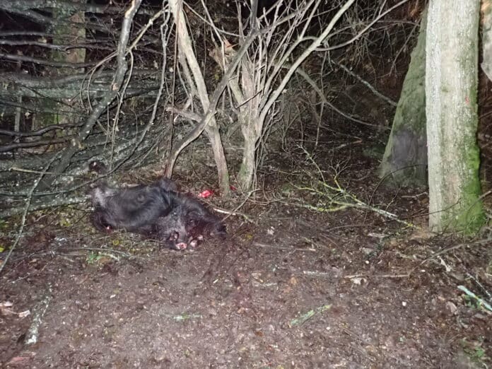 Убито диво прасе