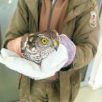 Малък ястреб